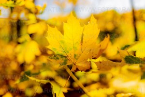 #Yellow leaves
