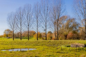 #Dutch Landscape