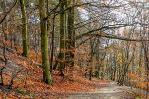 #Path in autumn forest