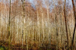 #Small willows forest