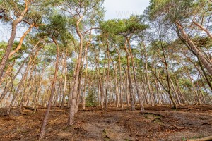 #Trees on a slope