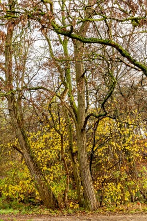 #Autumn tree with yellow leaves
