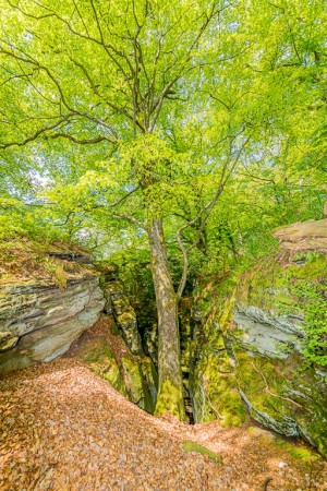 #Tree on Mullerthal trail